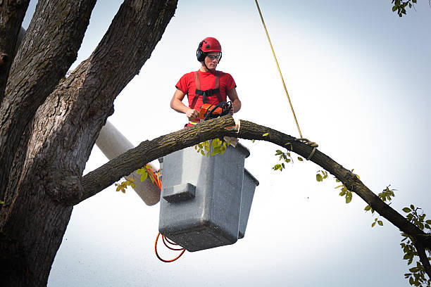 Professional  Tree Services in Kirkland, WA