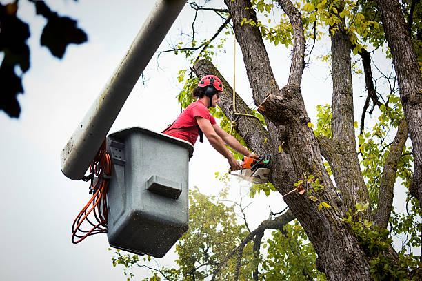 Best Emergency Tree Removal  in Kirkland, WA