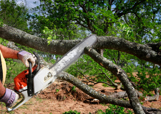 Tree and Shrub Care in Kirkland, WA